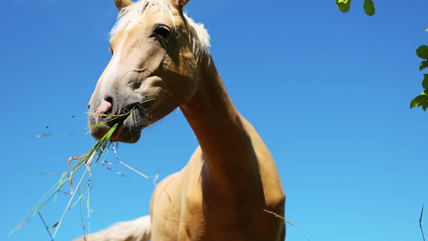 Palomino horse head portrait against a clear blue sky. Close up of a golden stallion with white mane. Majestic farm animal in a meadow, travel and equestrian nature photography.