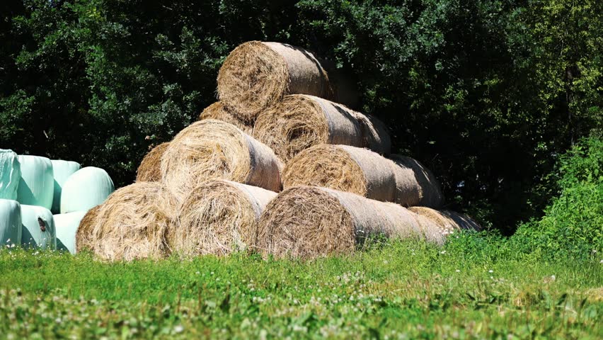 Stack of round hay bales on farm field. Agricultural harvesting concept with dry straw rolls piled up near green trees. Rustic countryside landscape during summer harvest time.