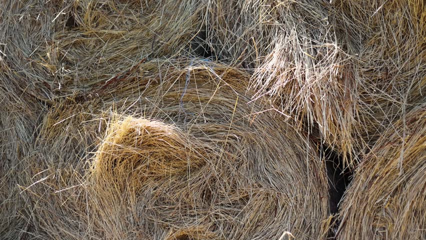 Stack of round hay bales on a farm field. Dried straw rolls stored for livestock feed. Agricultural harvest season in rural countryside. Rustic texture, golden wheat field background.