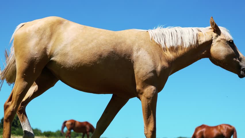 Palomino horse head portrait against a clear blue sky. Close up of a golden stallion with white mane. Majestic farm animal in a meadow, travel and equestrian nature photography.