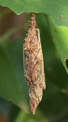 Macro of bagworm Moth Larva Chrysalis Hanging from Damaged Green Leaf