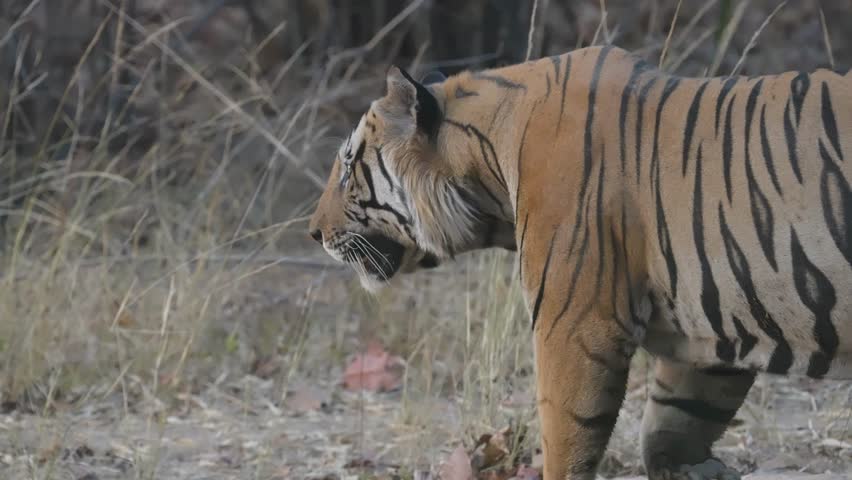 Dominant male tiger strides confidently, muscular shoulder blades rippling beneath striped coat—powerful predator asserting territorial dominance through commanding, majestic movement.