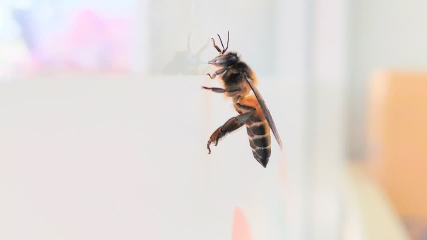 Close up macro shot of a honey bee resting on a glass window, natural wildlife photography, detailed insect nature background.