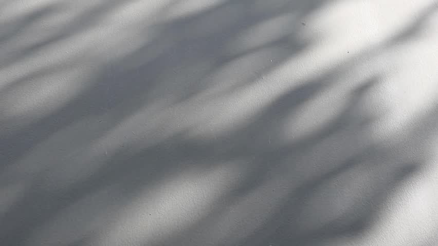 Abstract natural tree branch leaves shadow on white wall background