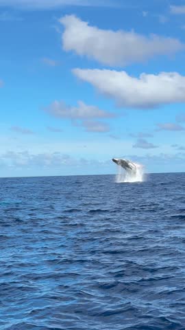 Humpback whale jumping out from water in vavau tonga.