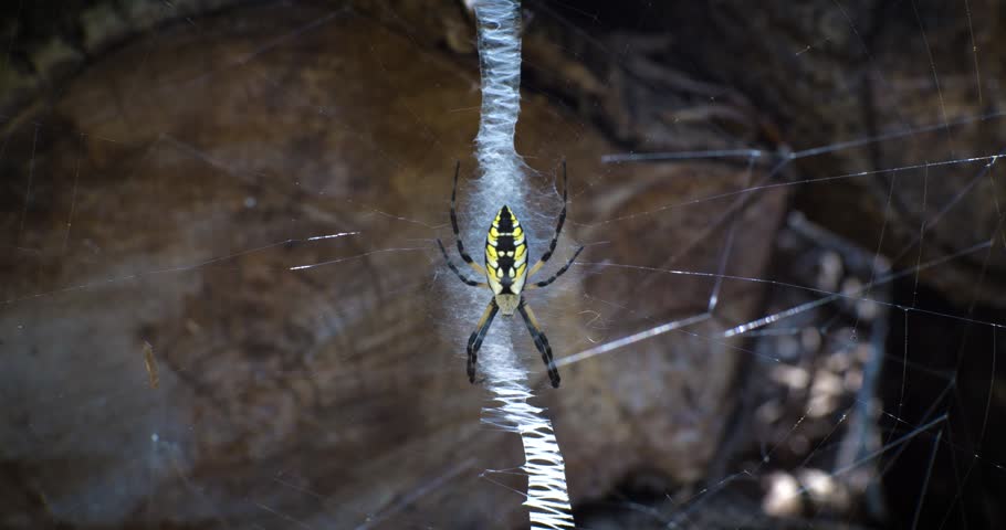 Yellow Garden Spider (Argiope aurantia) clings to the center of its web with a bold zigzag stabilimentum against a dark natural background.