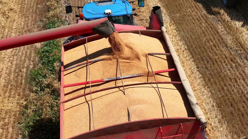 Aerial drone shot of a combine harvester transferring freshly harvested wheat to a tractor-trailer for transport to a grain silo, slow motion