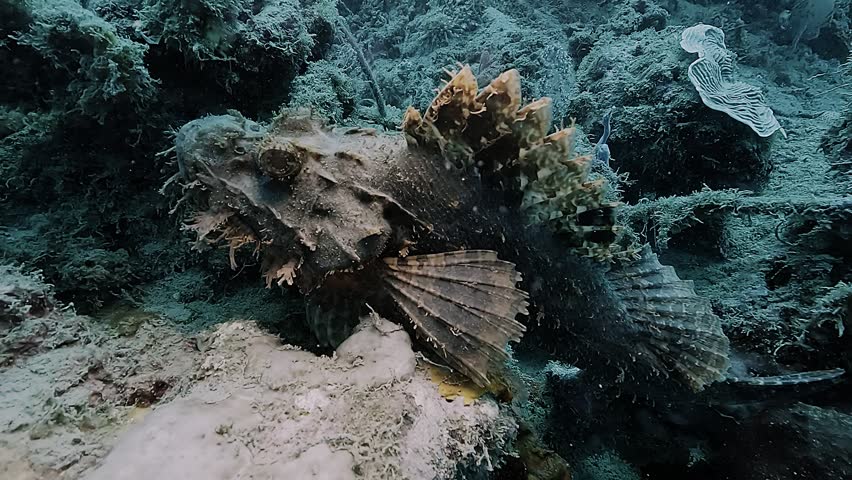 A venomous scorpionfish lies on the reef, its textured skin and spines matching the surrounding corals.