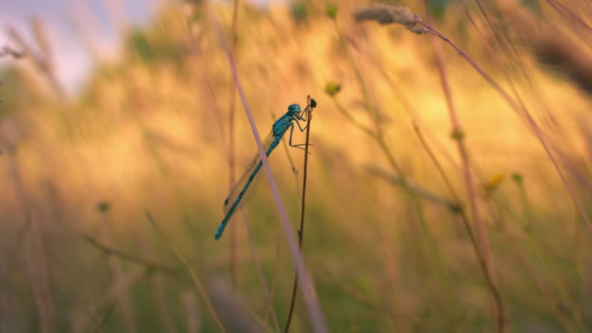 Common blue damselfly in tall grass close up 4k slow motion shot selective focus