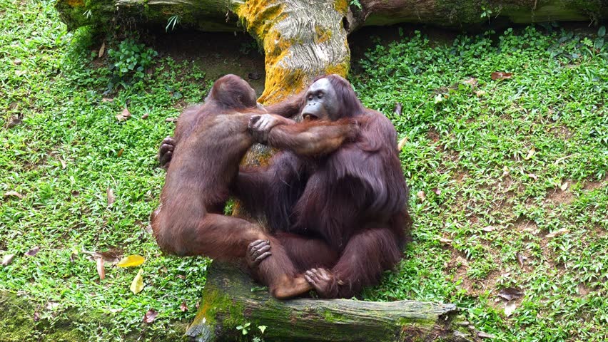 Close-up shot of two orangutans engaging in play-fighting.