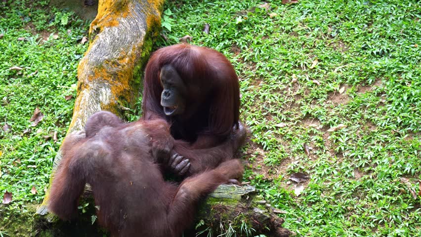 Two orangutans engaging in play-fighting, close up shot.