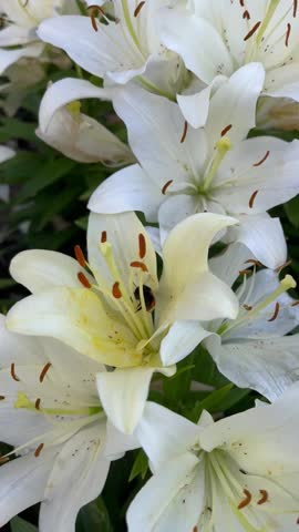 Large bumblebee flying out of a white lily while collecting pollen from the stamen, close-up