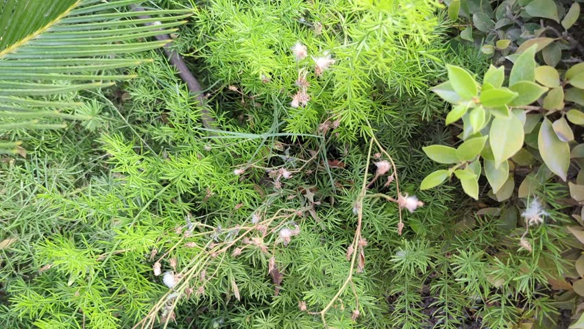 Green asparagus fern plant background