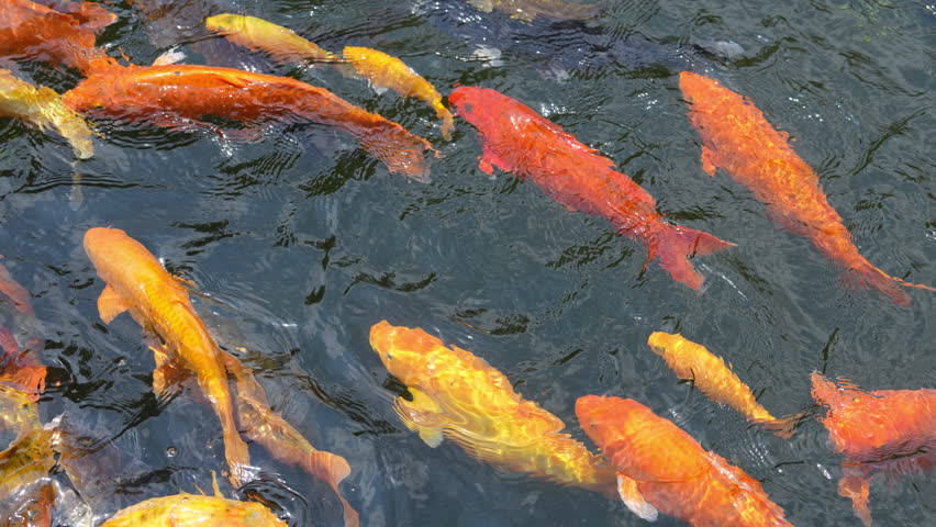 Colorful koi fish swimming in a temple pond in Indonesia. Peaceful freshwater scene with ornamental carp reflecting spiritual culture, nature, and travel destination.