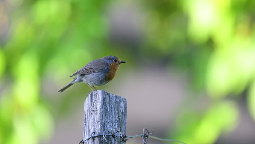 European Robin perched on a wooden post and taking flight in a domestic garden in spring. Erithacus rubecula, Indre-et-Loire 37, région Centre-Val de Loire, France, European Union, Europe
