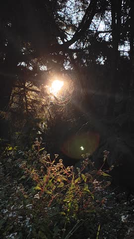 Bright sunlight breaking through dark dense forest trees, creating a dramatic sun flare and magical atmosphere.