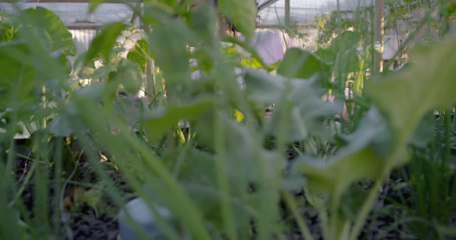 African American woman leaning over bed in greenhouse, camera pulling back, inspecting crop health. Gardener, plants, herbs, horticulture, conservatory, sunlight, growth