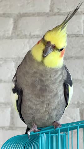Vertical close up video of cockatiel parrot bird looking at camera