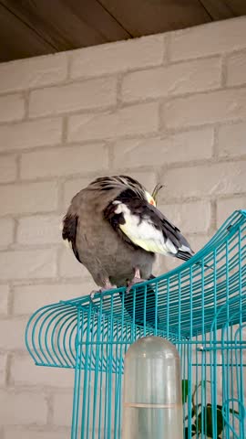 Vertical close up video of cockatiel parrot bird looking at camera