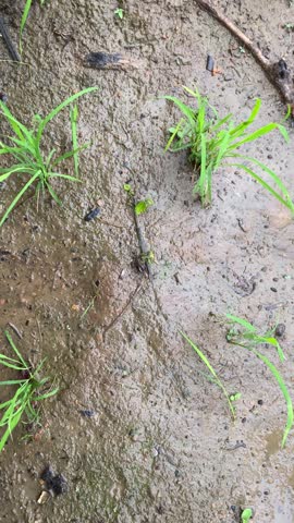 Mist landscape with green rice seedlings and wet soil.