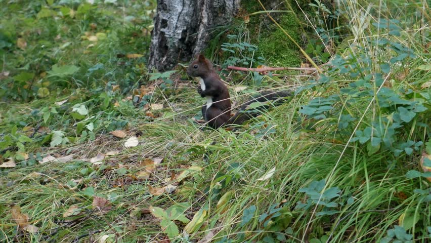A dark squirrel stands alert on its hind legs among lush green grass next to a tree trunk. A static handheld camera captures this peaceful wildlife moment in a natural forest setting.