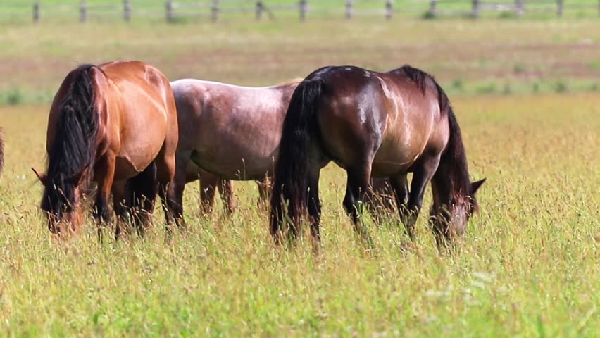 Three horses of different colors graze on tall green and golden grass in a wide open field. They eat peacefully under a bright daytime sky, with a fence line in the distance