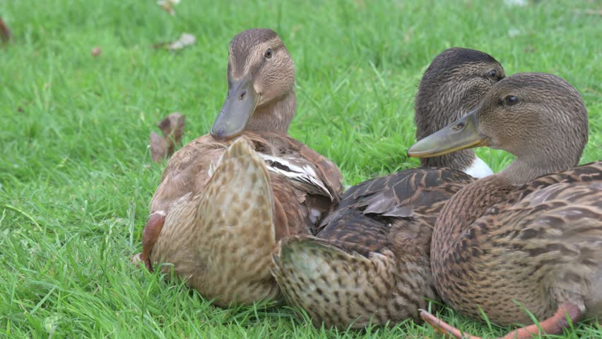 Mallard (Anas platyrhynchos) family of almost adult ducklings preening their feathers on land. June, Kent, UK [Half speed]
