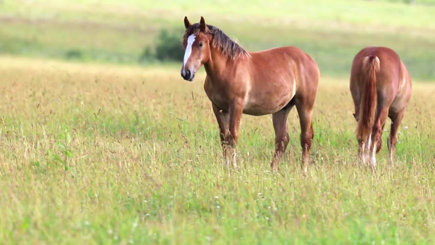 Two brown horses graze peacefully in a lush green meadow under bright daylight. One horse faces the camera while the other eats tall grass