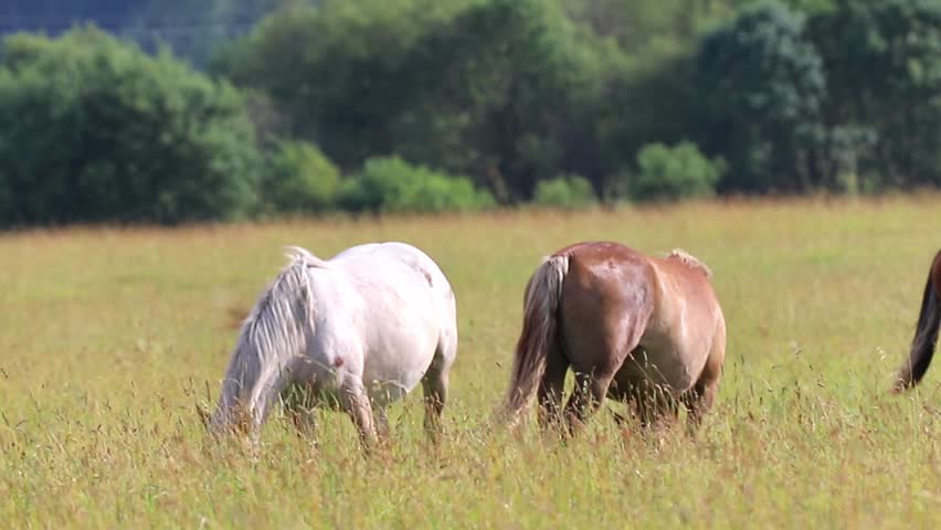 White horse and brown horse interact with each other using their tails while standing in a wide, sunlit pasture. Green trees are visible in the distance on a bright day