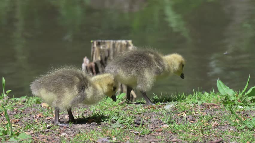 Canada Goose (Branta canadensis) young goslings eating grass at the edge of a lake. June, Kent, UK [Half speed]