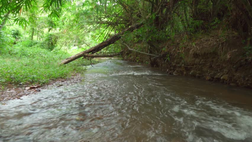 A jungle stream flows swiftly over rocks, its surface breaking into white rapids as the current moves past a muddy, eroded bank. Dense bamboo and tropical foliage line both sides of the waterway.
A fallen tree trunk leans low across the stream, partially submerged, while thick green leaves and vines hang from the canopy above. Dappled light filters through the overhead growth onto the moving water.