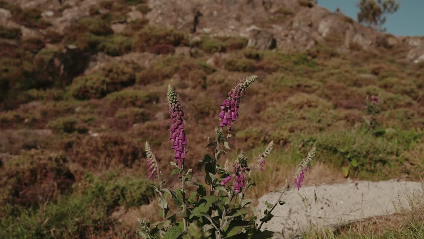 Pink Foxglove flower spikes blooming wild on a rocky grassy hillside slope under warm summer light