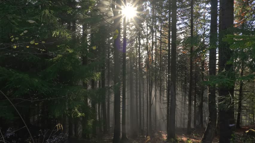 Sunlight Piercing Through Trees in Misty Forest