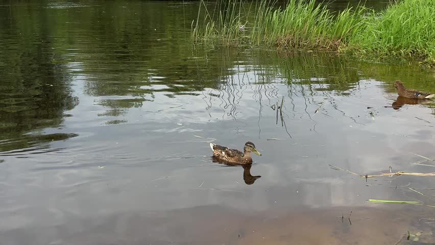 Two female mallard ducks swimming in calm pond with green grass on bank. Brown ducks floating on water with reflections, wildlife in natural habitat, peaceful nature scene.