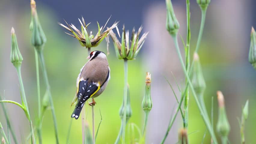European goldfinch observing and eating a seed of a Yellow Goat
