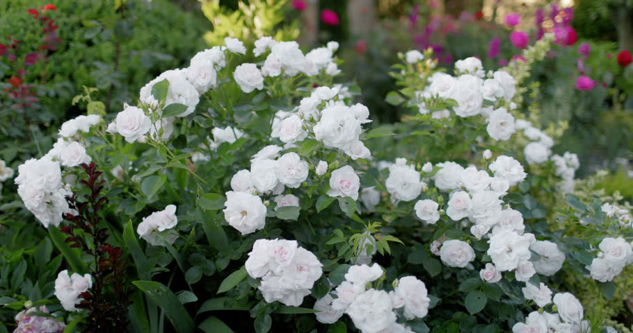 White roses flowers blooming in a sunny garden with soft light