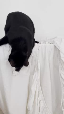 Black and white cat seen from behind, climbing over or sitting on top of a pile of white laundry or fabric draped over basket