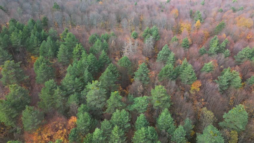 forest and trees in autumn