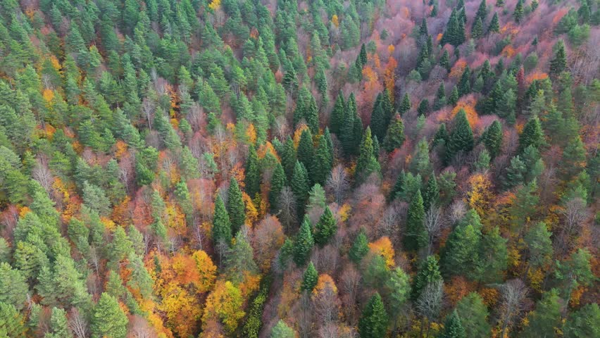 forest and trees in autumn