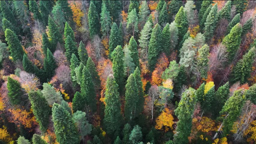 forest and trees in autumn