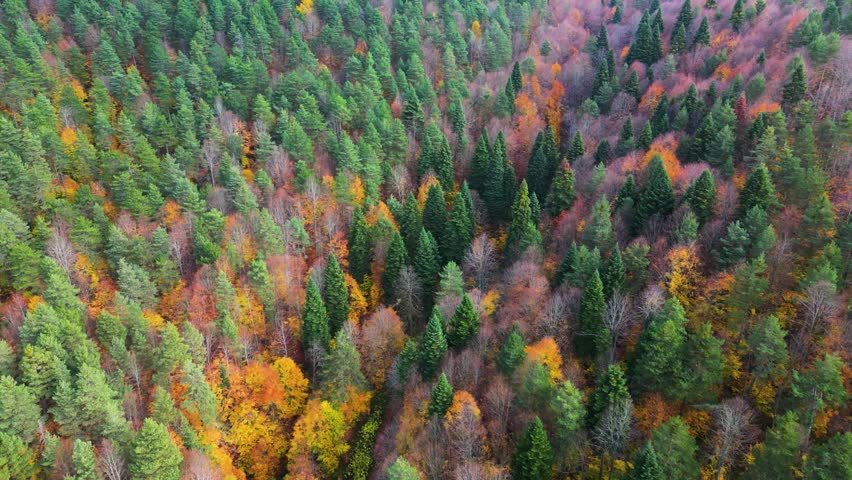 forest and trees in autumn