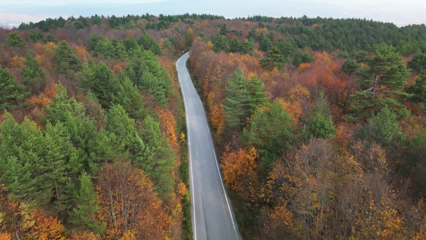 forest and trees in autumn