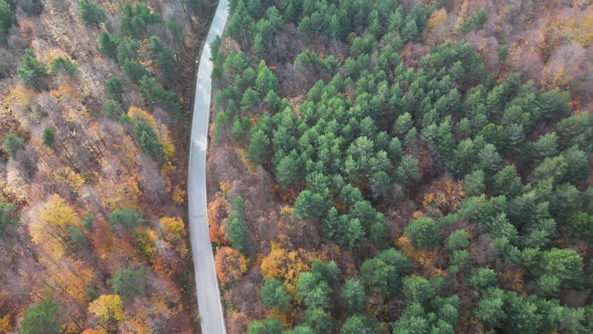 forest and trees in autumn