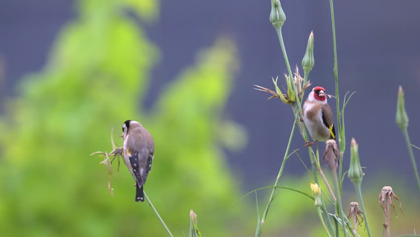 European goldfinchs observing and eating the seeds of Yellow Goat