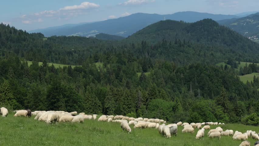 A peaceful, panoramic shot of a large flock of sheep grazing on a vibrant green mountainside. The expansive background features rolling forested hills and a distant valley, all under a bright summer sky with light, scattered clouds.