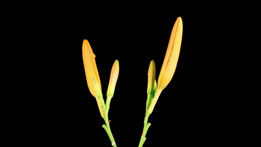 Orange Lily Blossoms. Time Lapse of Opening Beautiful Orange Lily Flowers. Black Background. 4K.