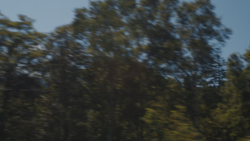 View of the trees and forest as seen from the fast moving car