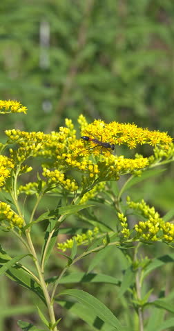 Macro - Insect on a yellow flower