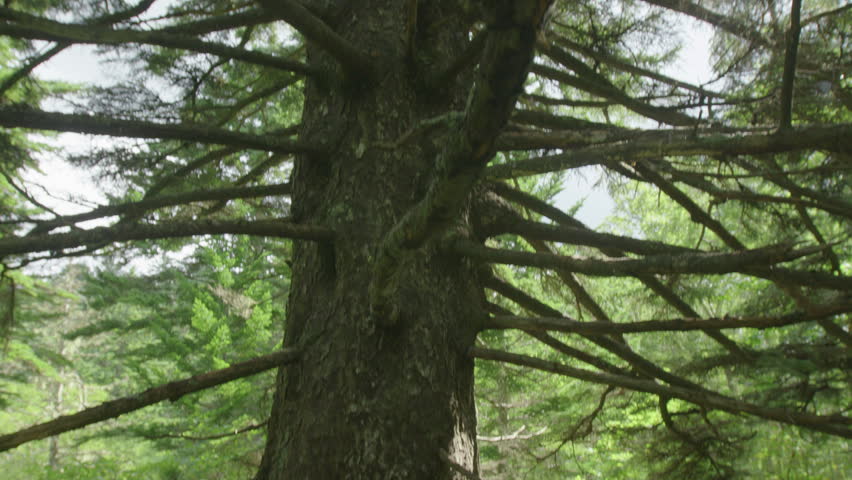 Tree with branches on the lush forest