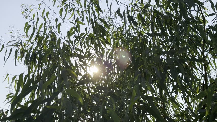 Sunlight shining through green tree leaves.